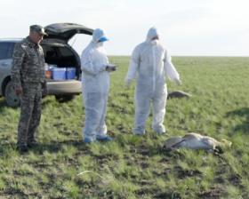 Минсельхоз не исключает, что причиной гибели сайгаков могла стать зараженная вода
