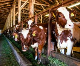 За январь 2015 года объем выпущенной сельхозпродукции составил 79,872 миллиарда тенге